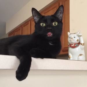 Meet your Posher, Nicci